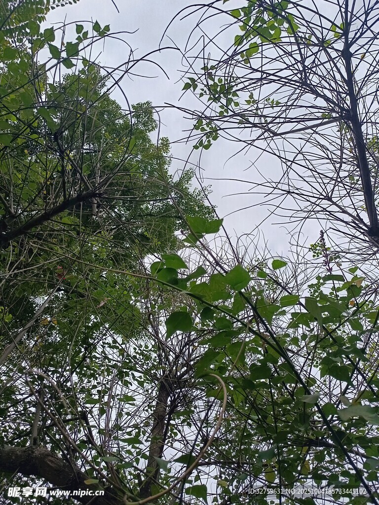 枝叶繁茂的树木景象