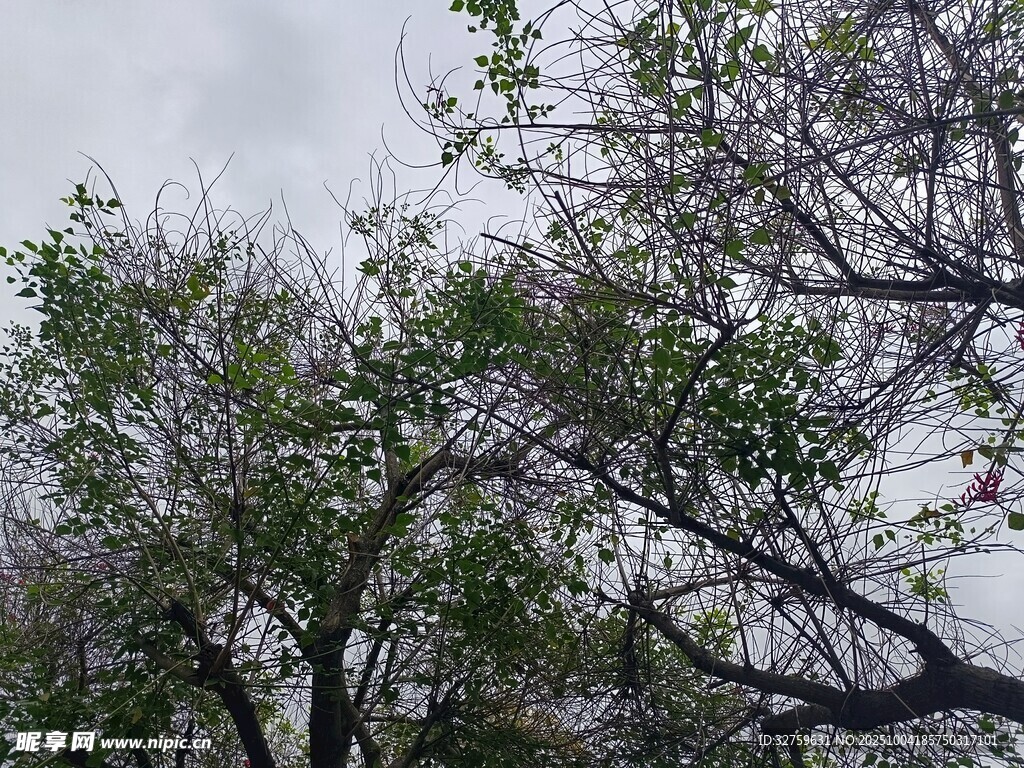 枝头新绿 展现自然生机