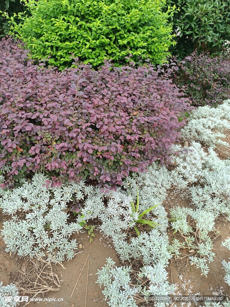 多彩花卉植物景观