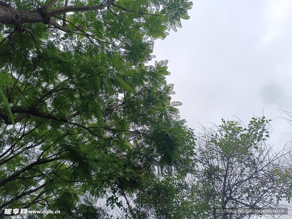 绿树蓝天自然景象