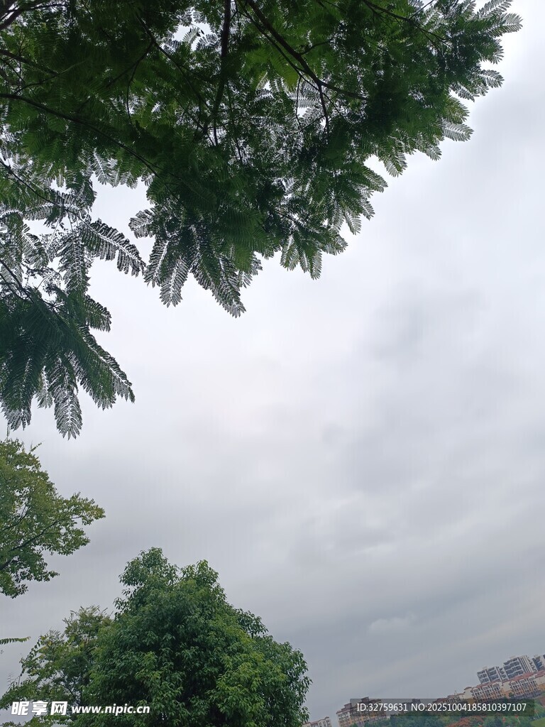 阴天绿树景观