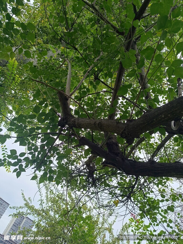 繁茂树枝下的绿意景致