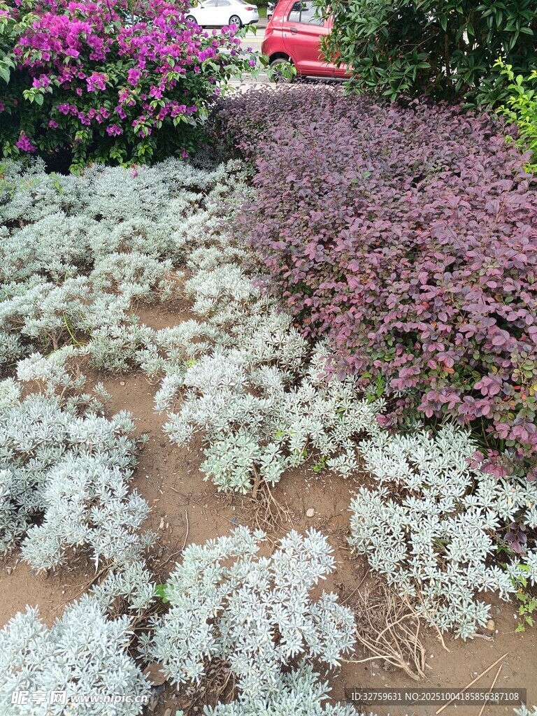 多彩植物装点的美丽花园