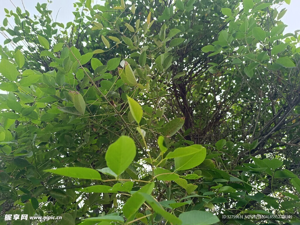 绿叶繁茂的树木景象