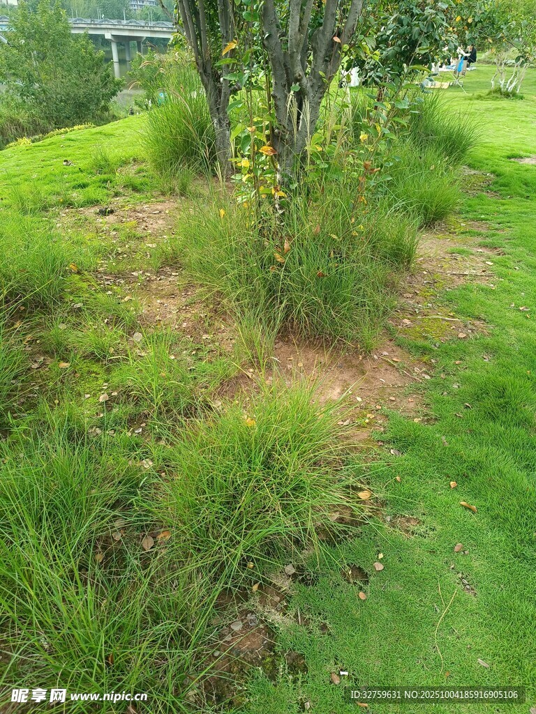 绿意盎然的草地与树木景观