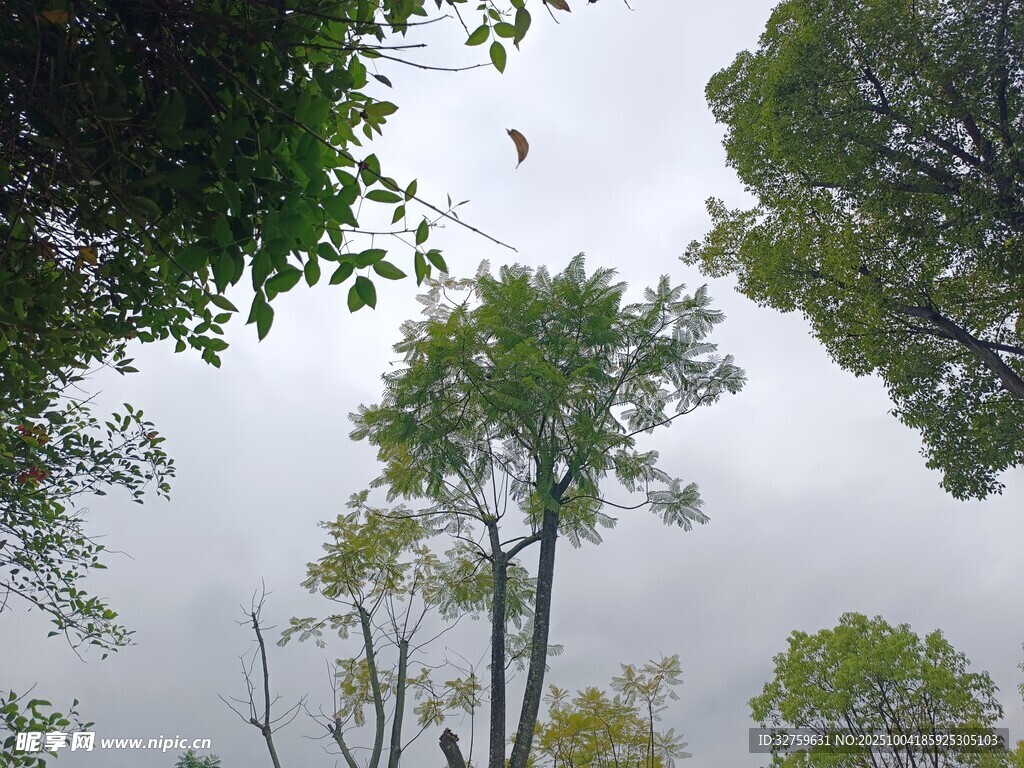 仰视茂密树林中的树冠
