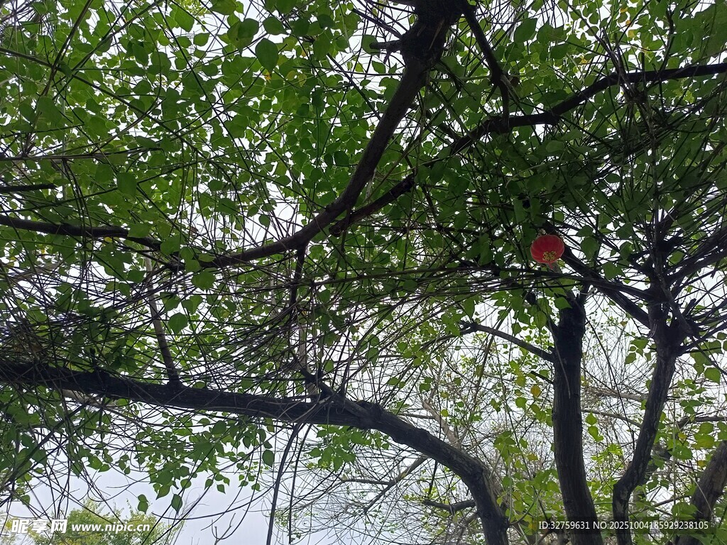 树枝间绿叶间的一抹红