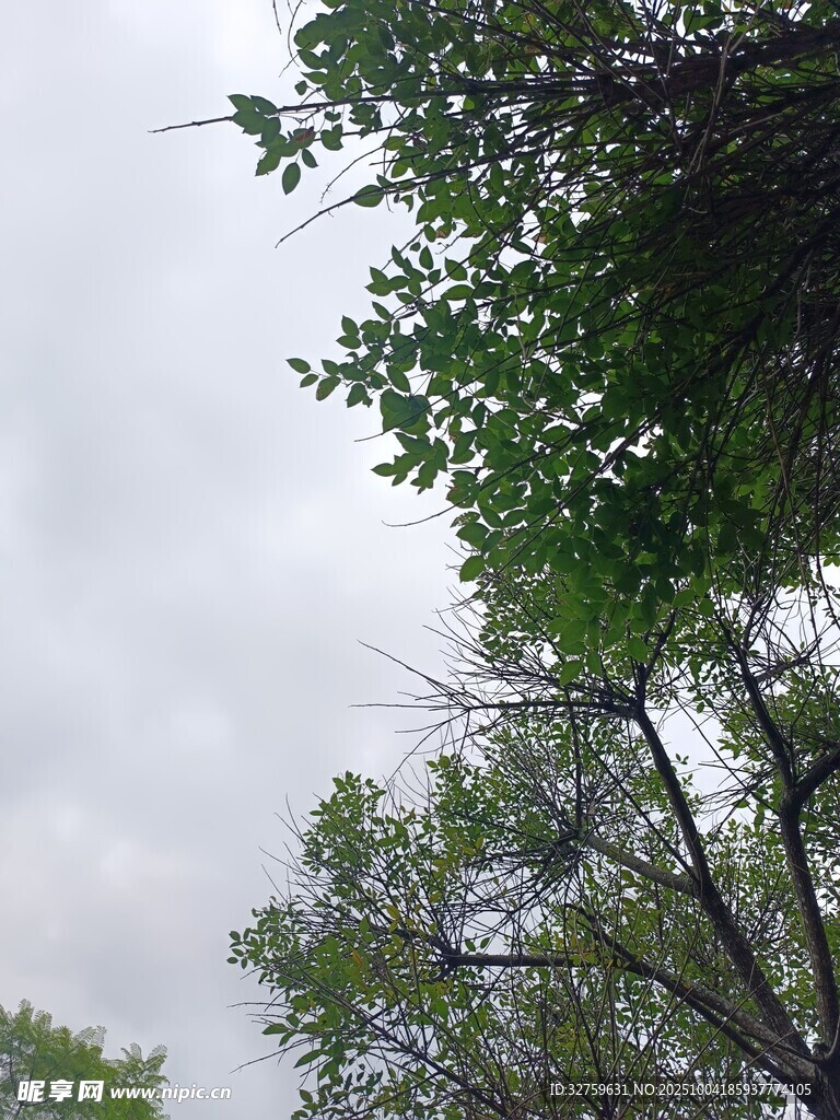 仰视绿树与阴沉天空