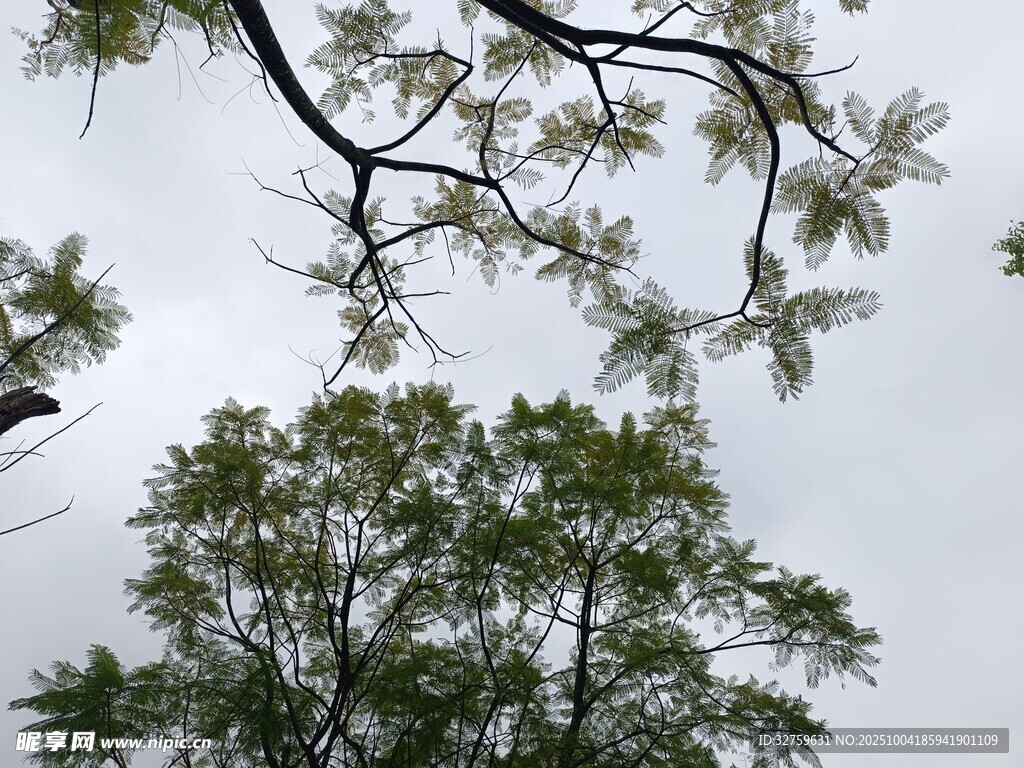 仰视枝头绿意