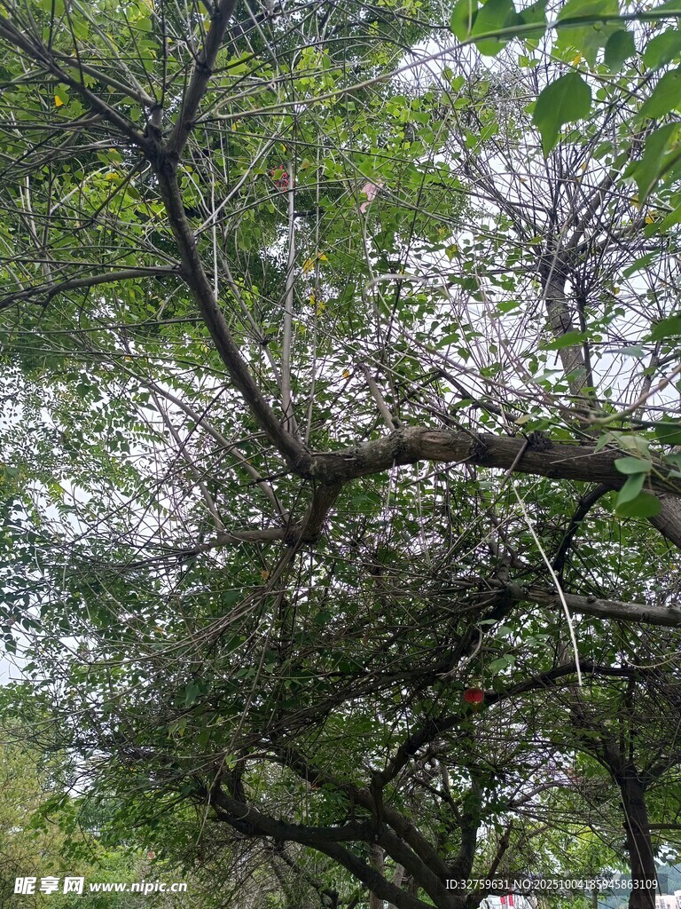 繁茂树枝与绿叶交织景象