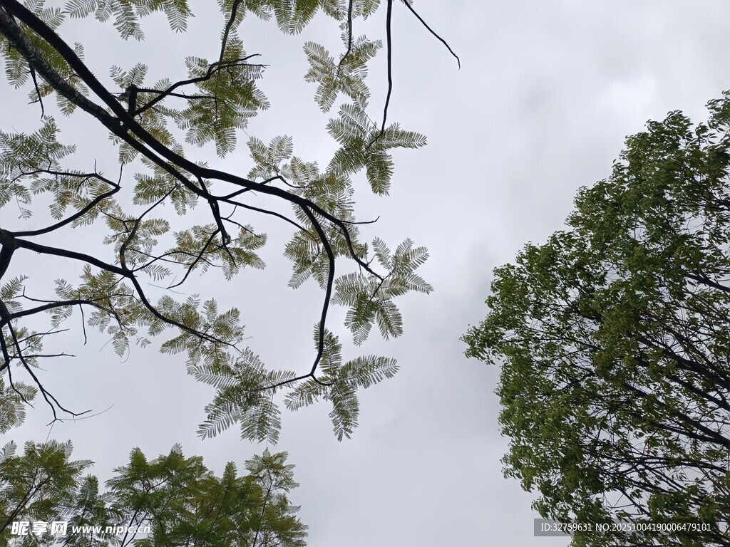 仰视繁花绿树的天空