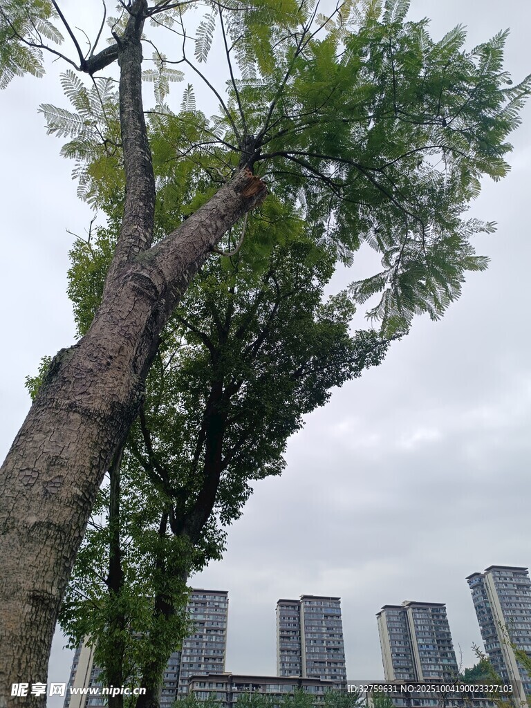 城市中倾斜生长的高大树木