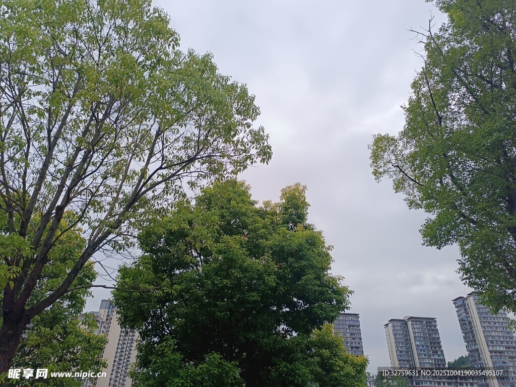 城市中葱郁的绿树景观