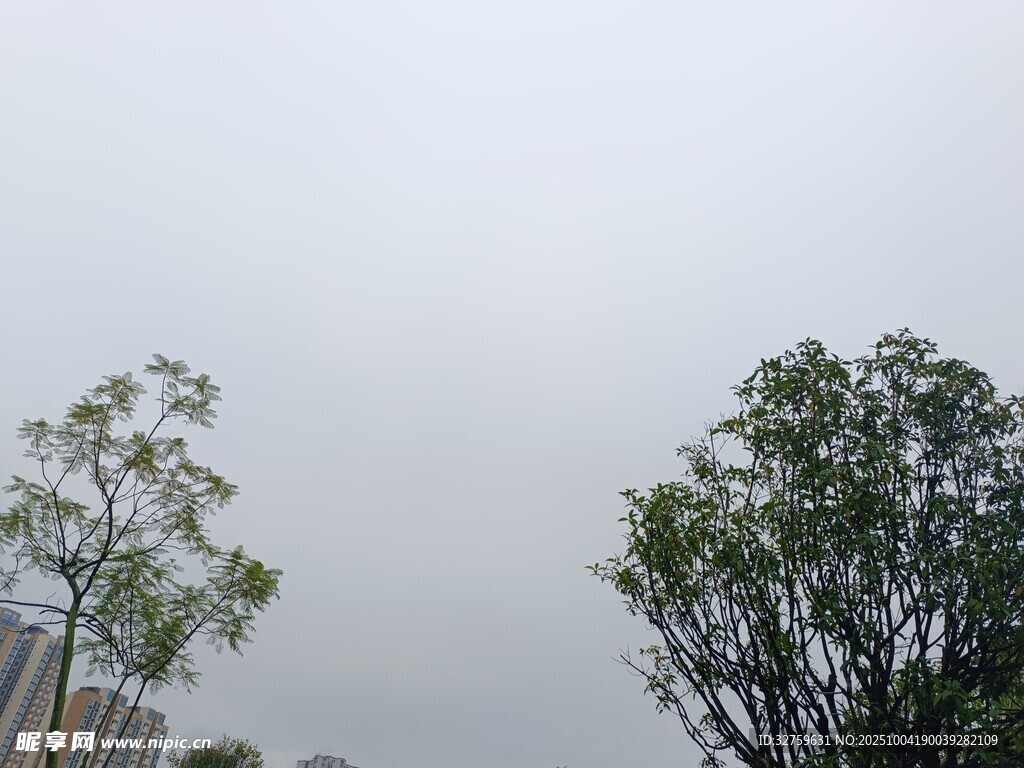 天空下的两棵葱郁树木