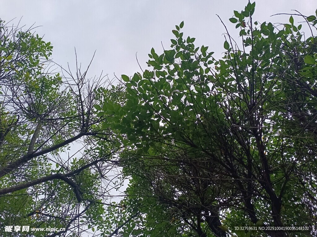 绿树蓝天交织的自然景致