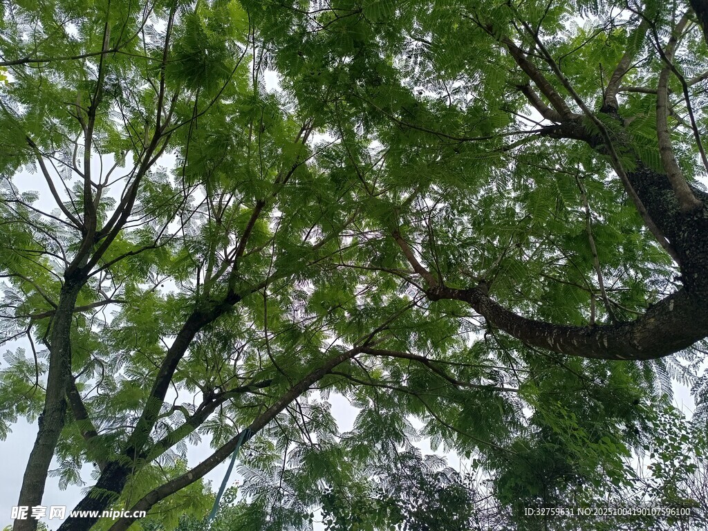 繁茂树枝间的绿意
