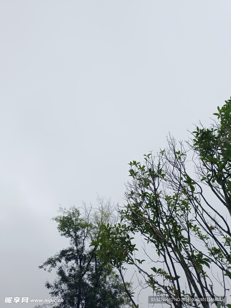 天空下的葱郁树梢