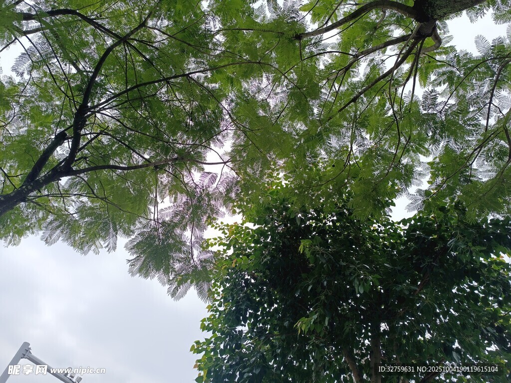 仰视繁茂绿树景观