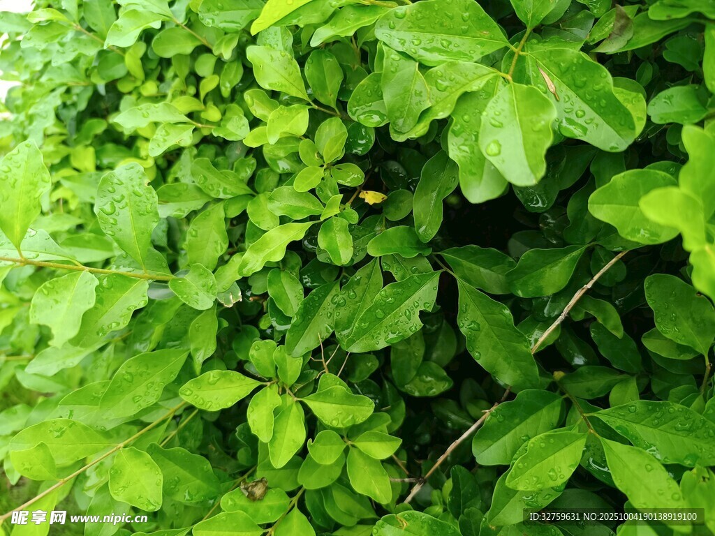 翠绿繁茂的蓬勃植物