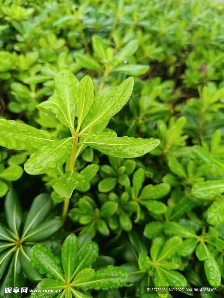 嫩绿叶片的生机植物