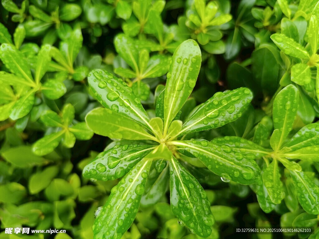 翠绿多汁的多肉植物