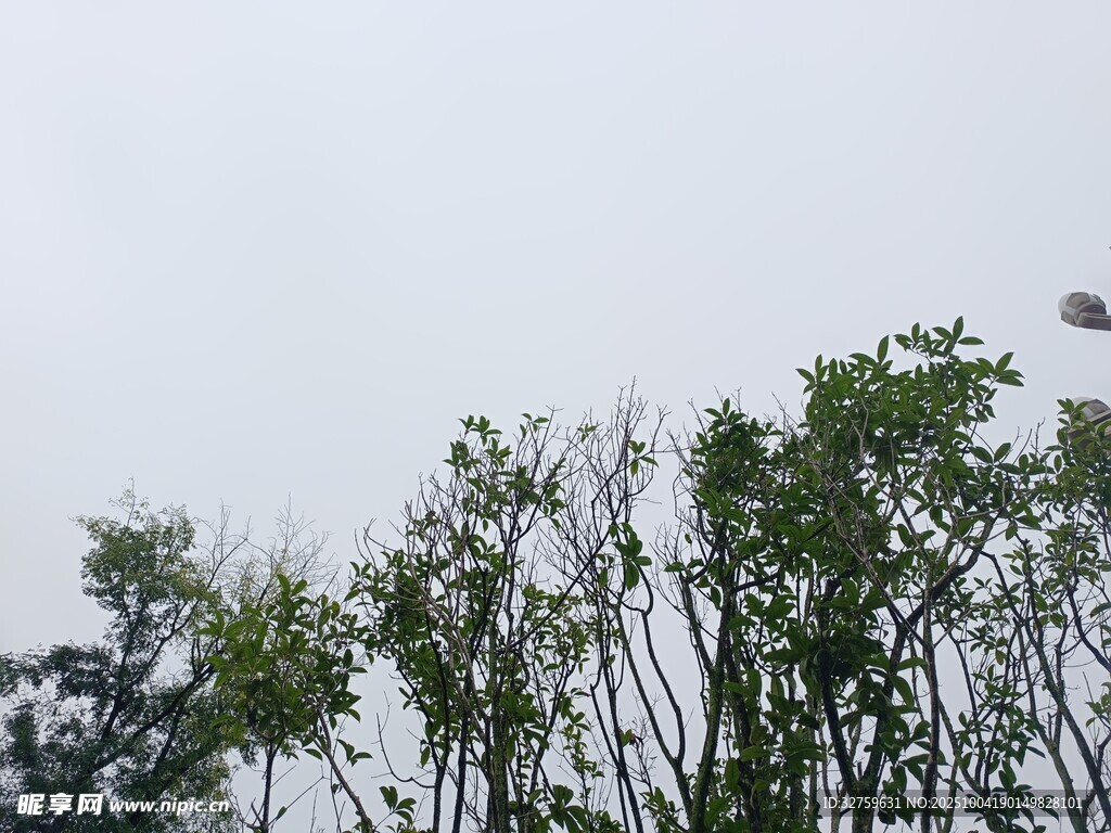 竹林树梢