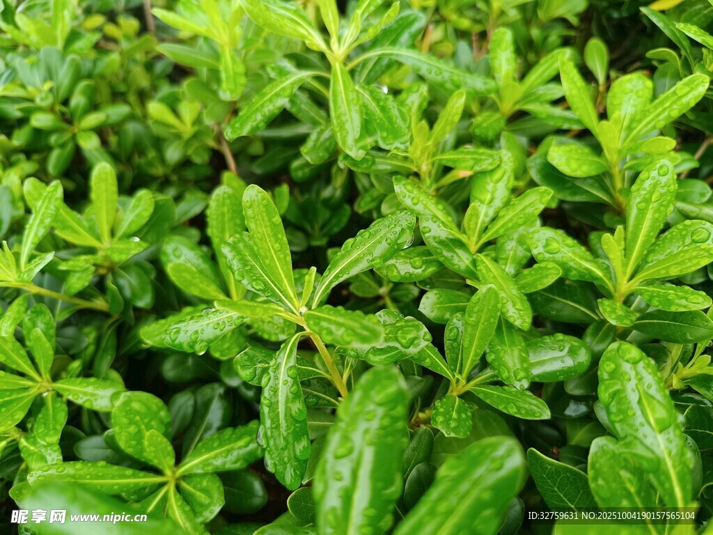 翠绿繁茂的绿植叶片