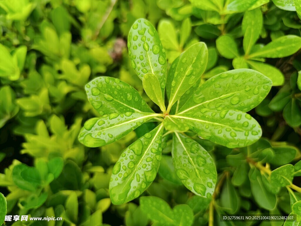 翠绿叶片的清新植物