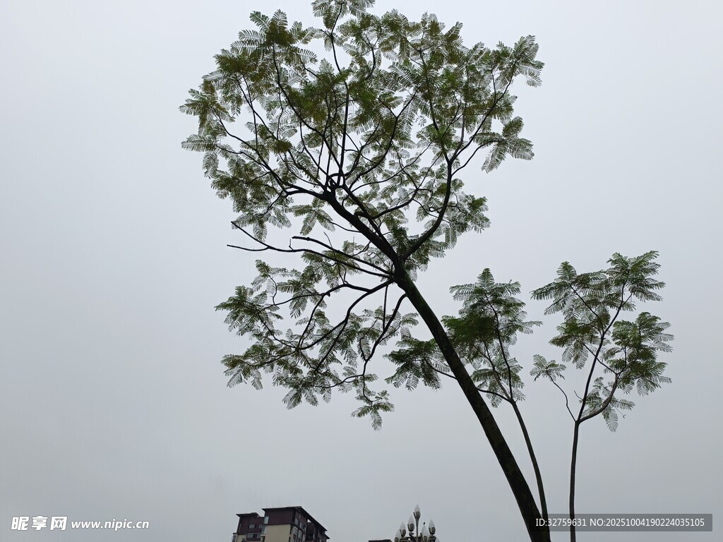 孤树挺立天空下