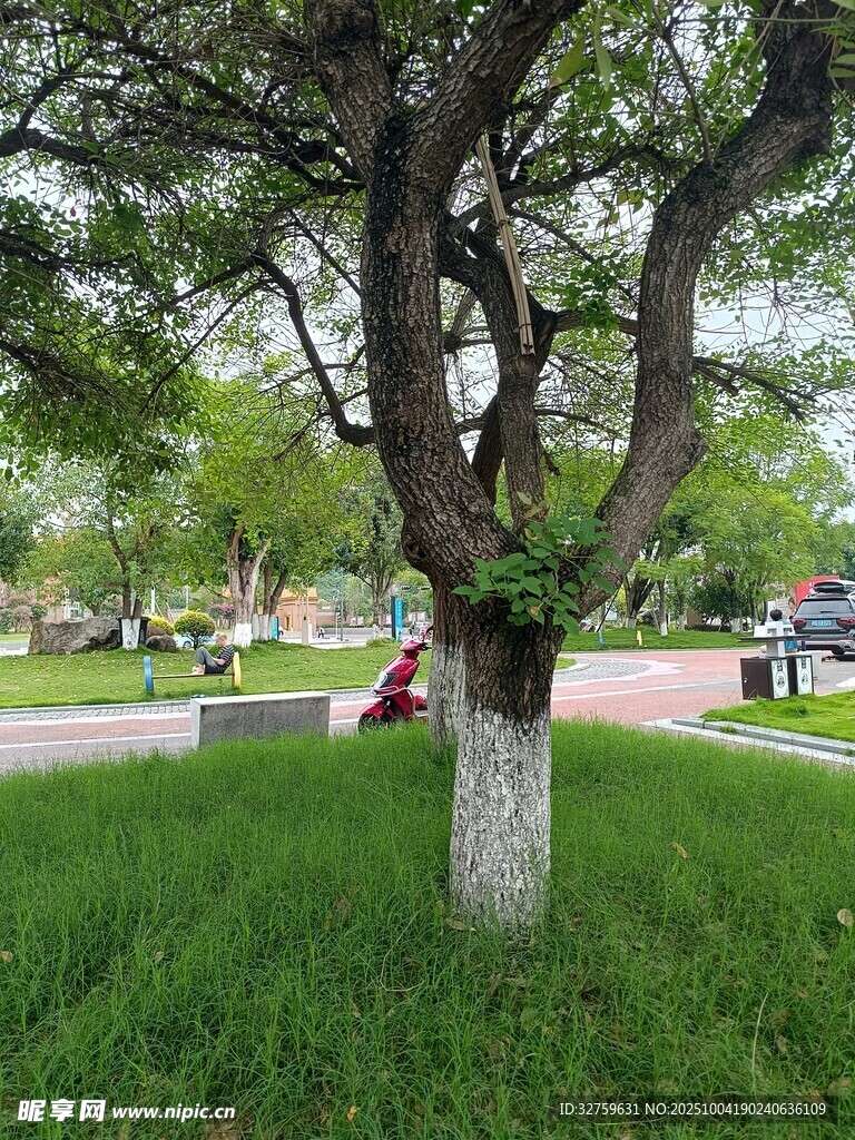 公园中葱郁大树下的景致