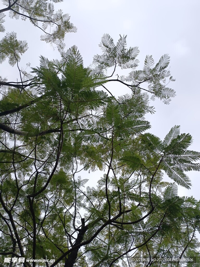 枝叶繁茂的绿树