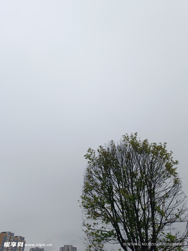 阴天里的孤树
