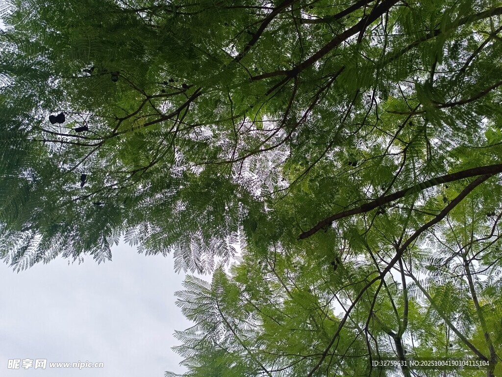 仰视翠绿繁茂的枝叶