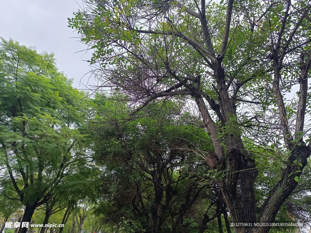 繁茂绿树