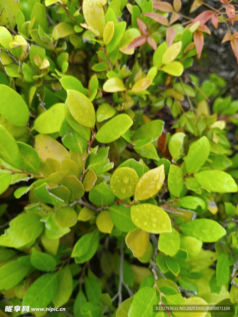 翠绿多彩的繁茂植物叶片