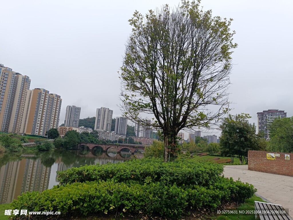 城市公园中的绿树与景观