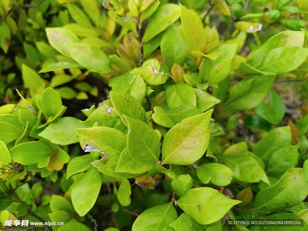 翠绿繁茂的清新植物叶片