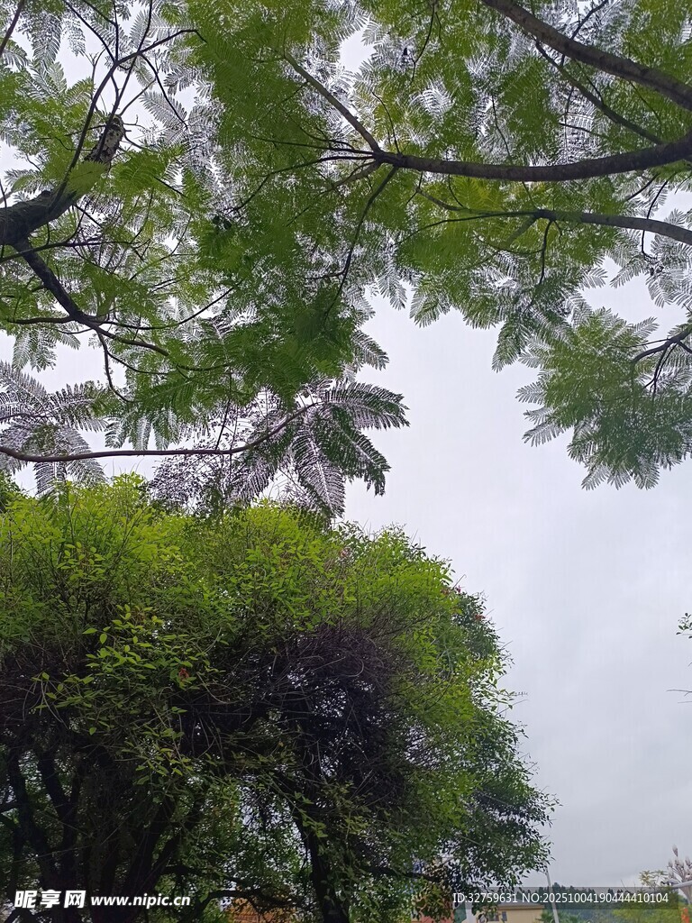 繁茂绿树与朦胧天空