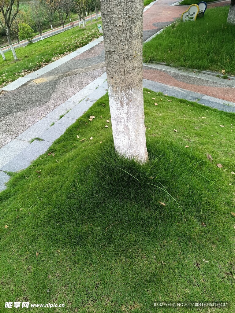 树下草坪景观