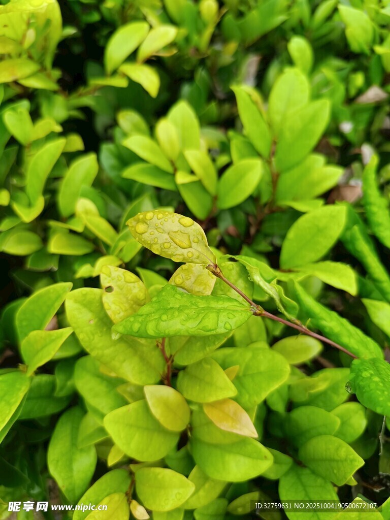翠绿繁茂的清新植物叶片