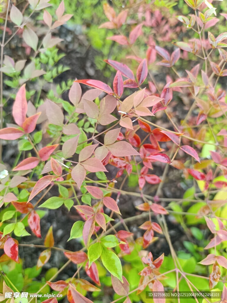 多彩秋叶植物特写