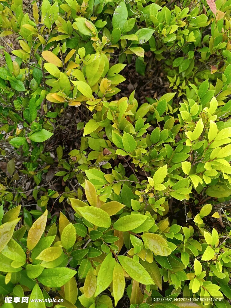 翠绿生机的植物叶片