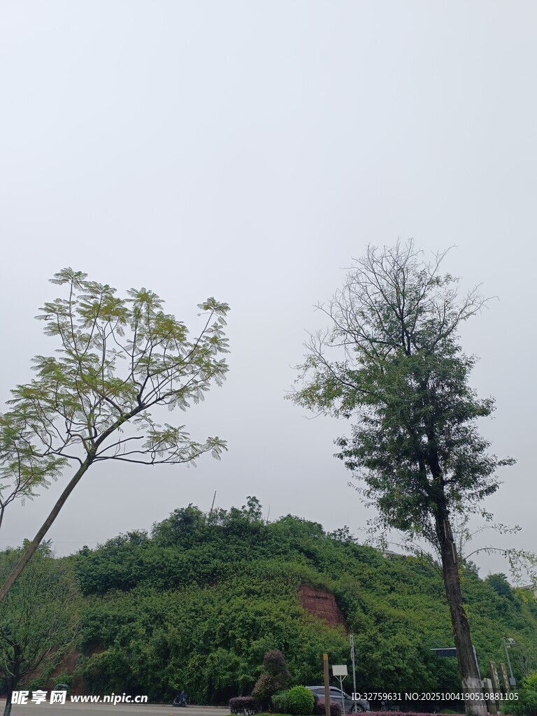 郊外绿树风景