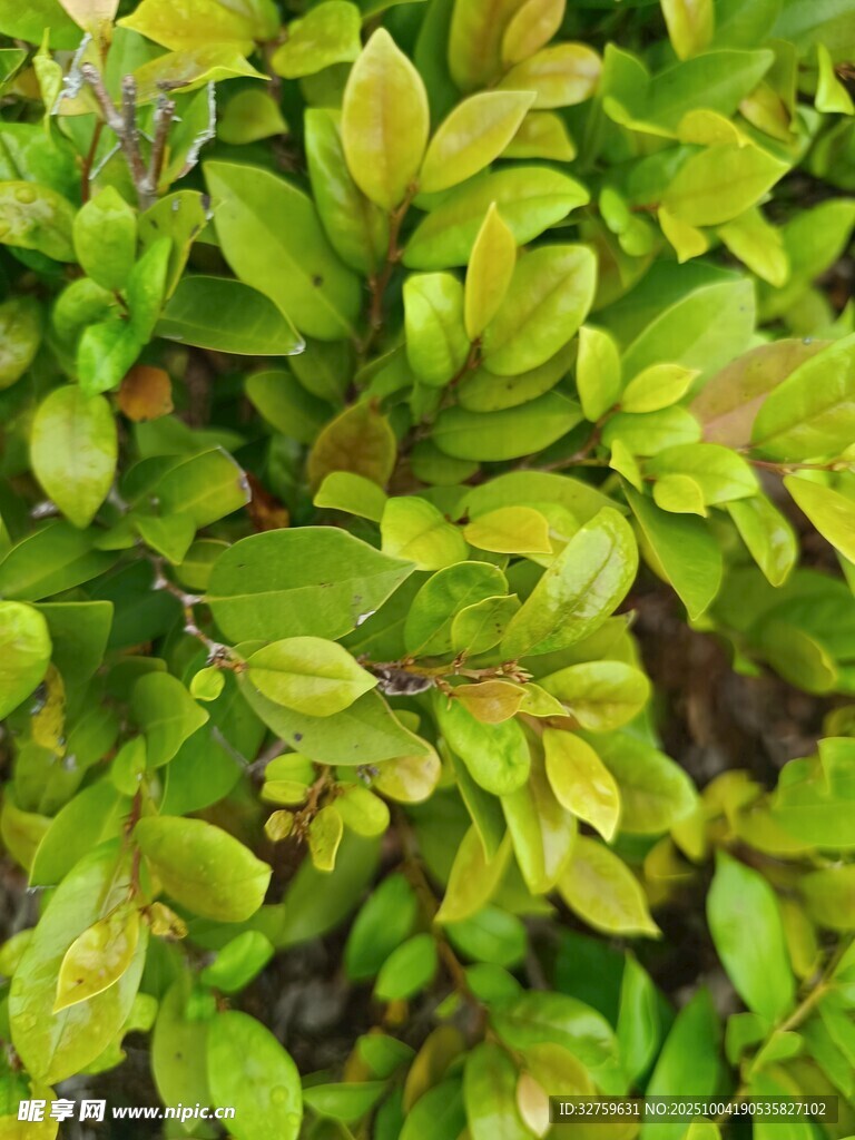 翠绿繁茂的植物叶片