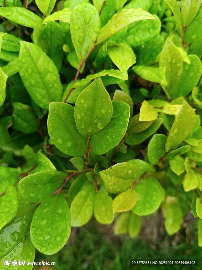 翠绿叶片的清新植物景象