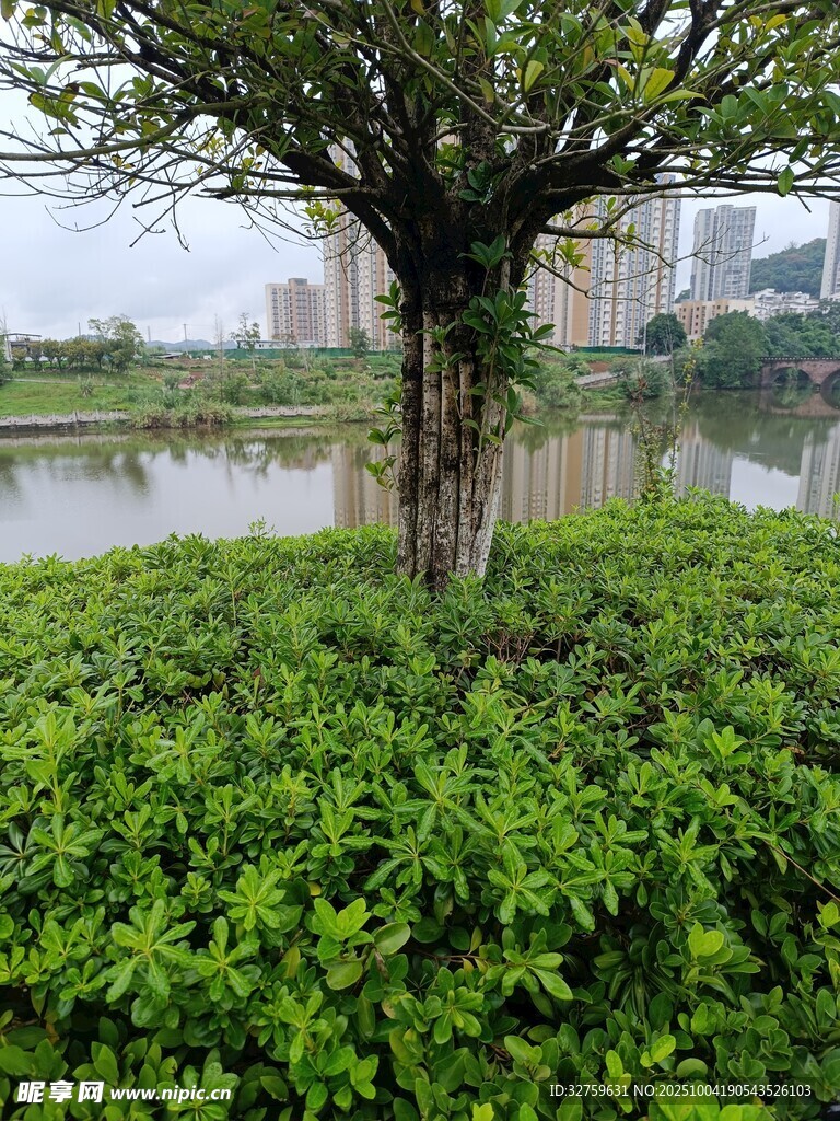 湖畔绿树绿植景致