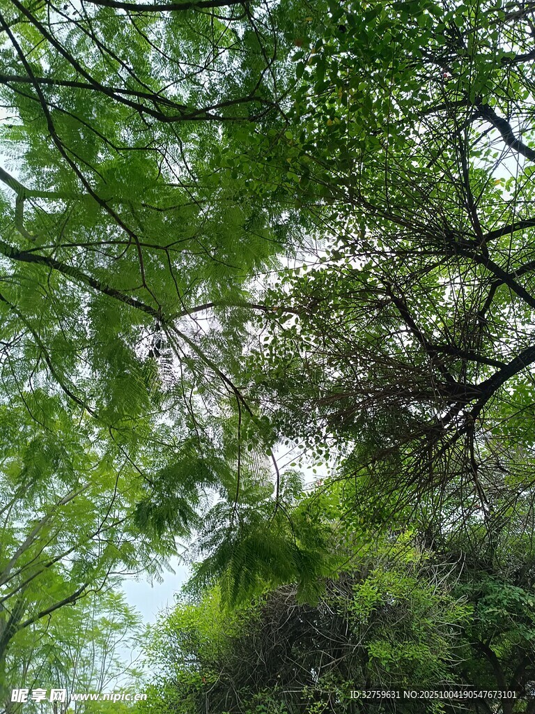仰视葱郁繁茂的树枝树冠