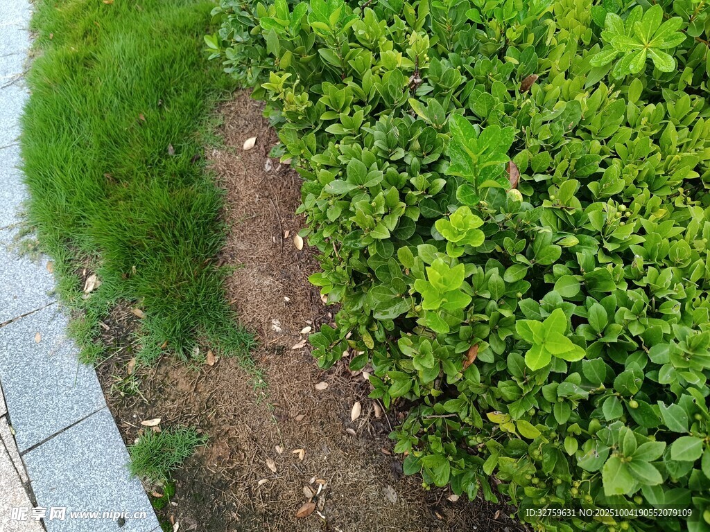 路边绿植旁的裸露泥土