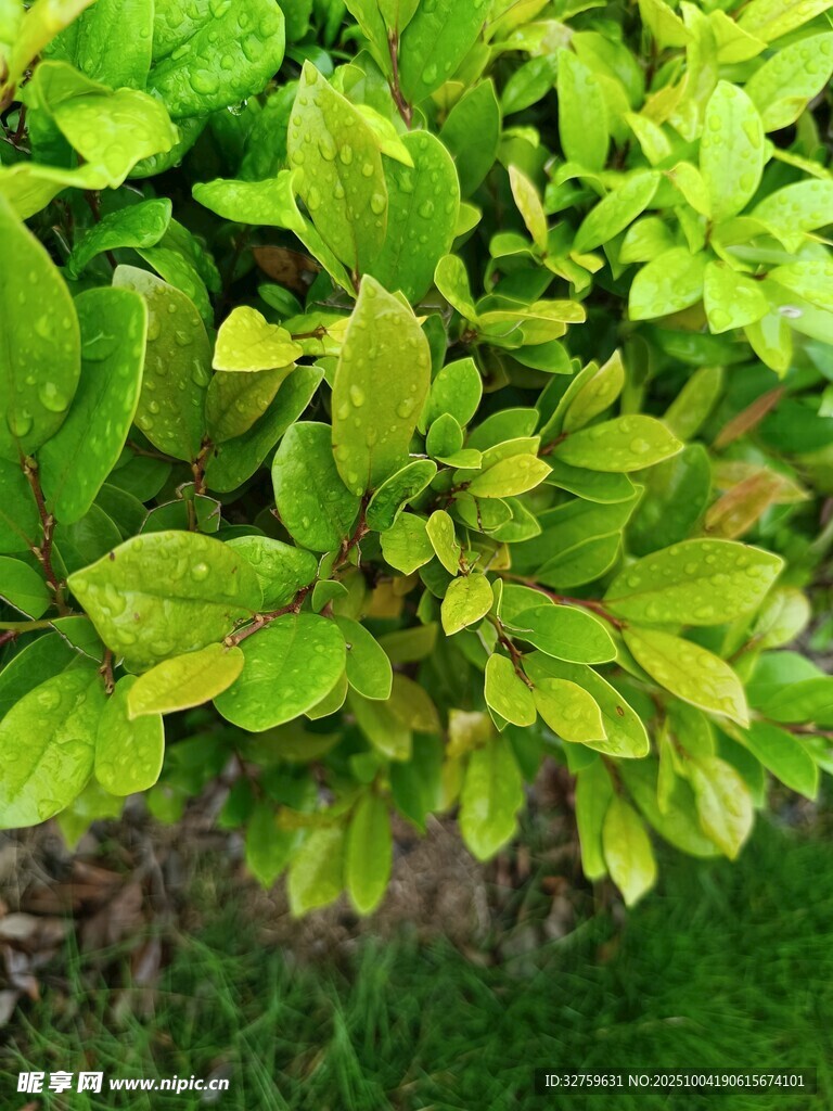 翠绿繁茂的绿植特写