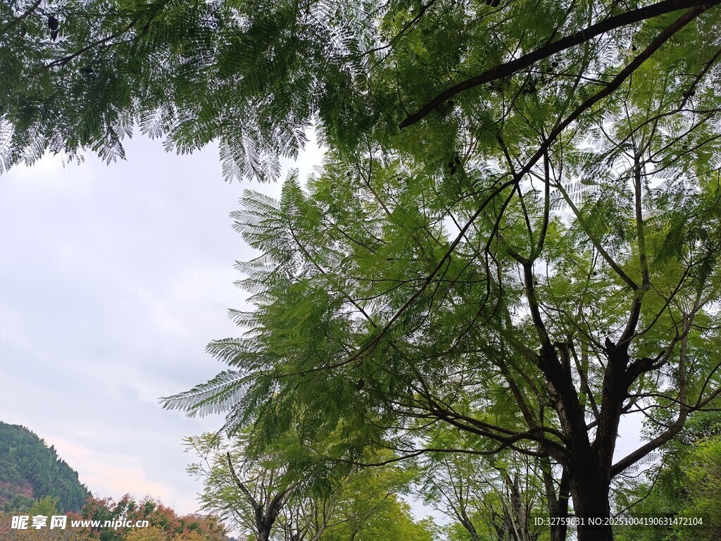 林